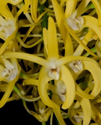 Dendrobium speciosum Charleys Gold HCC/AOS 76 pts.